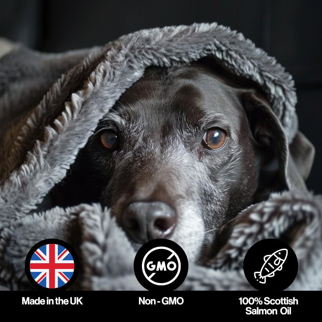 Itch & Allergy Salmon Oil For Pets
