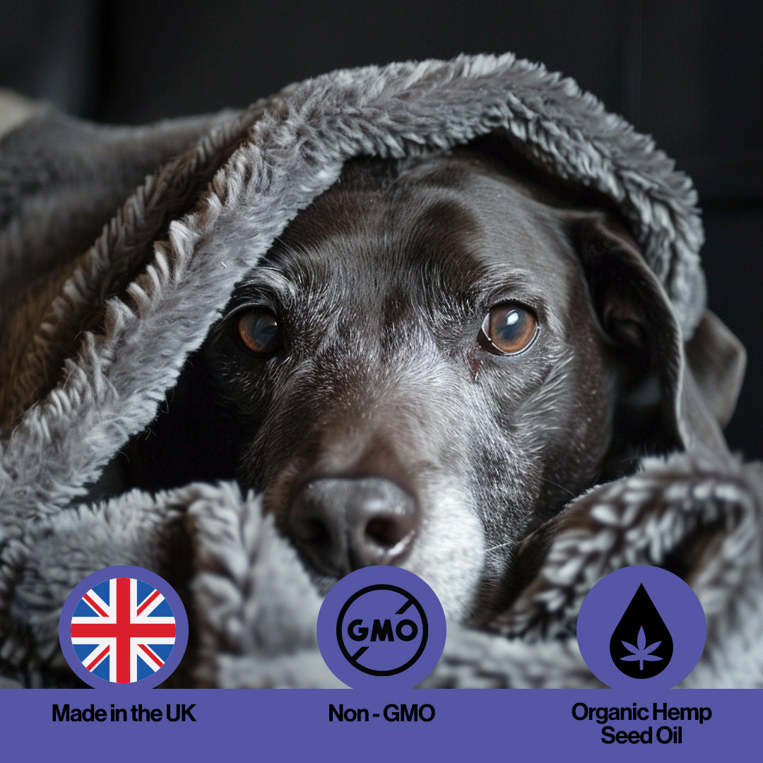 Seniors Hemp Oil For Pets