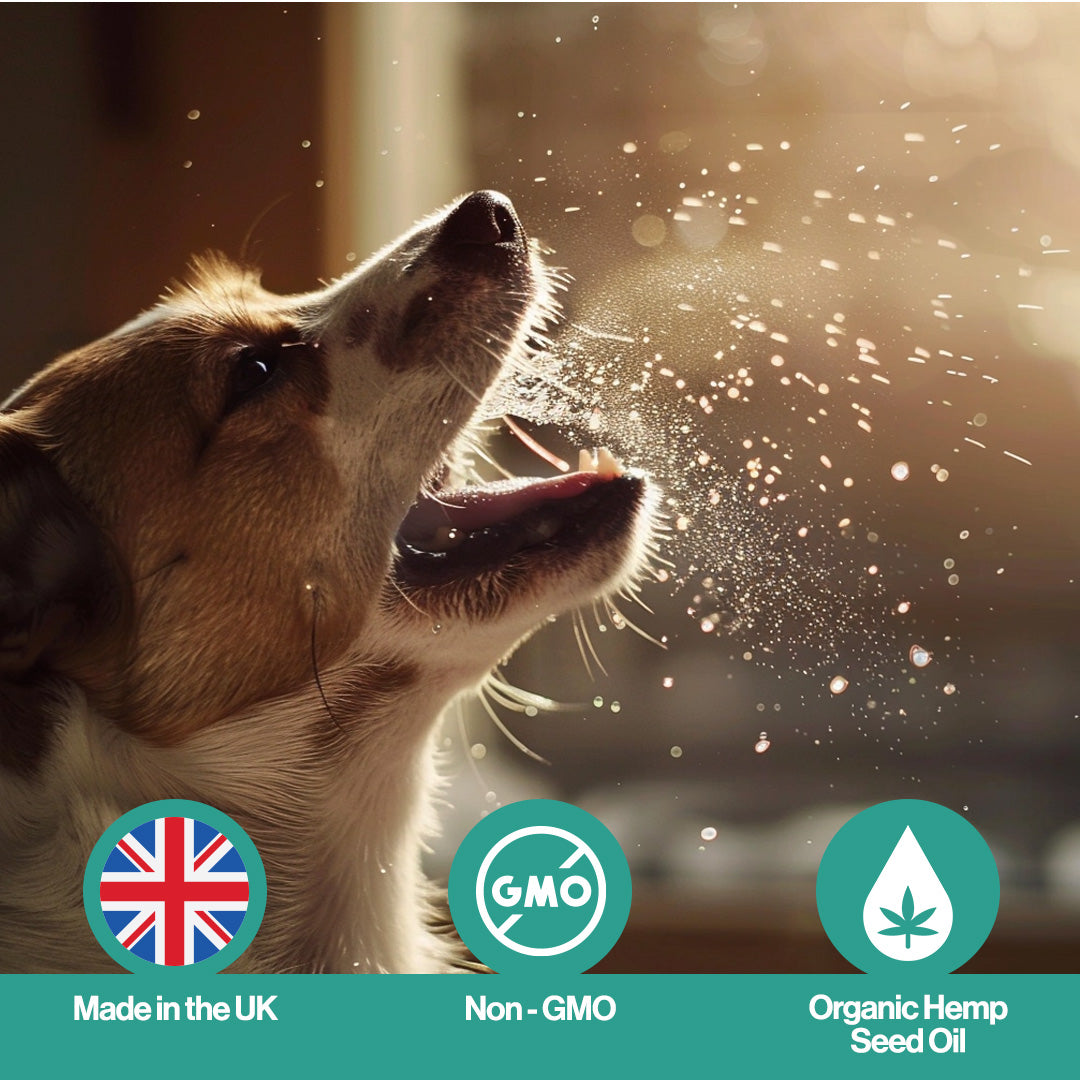 Cough Hemp Oil For Pets