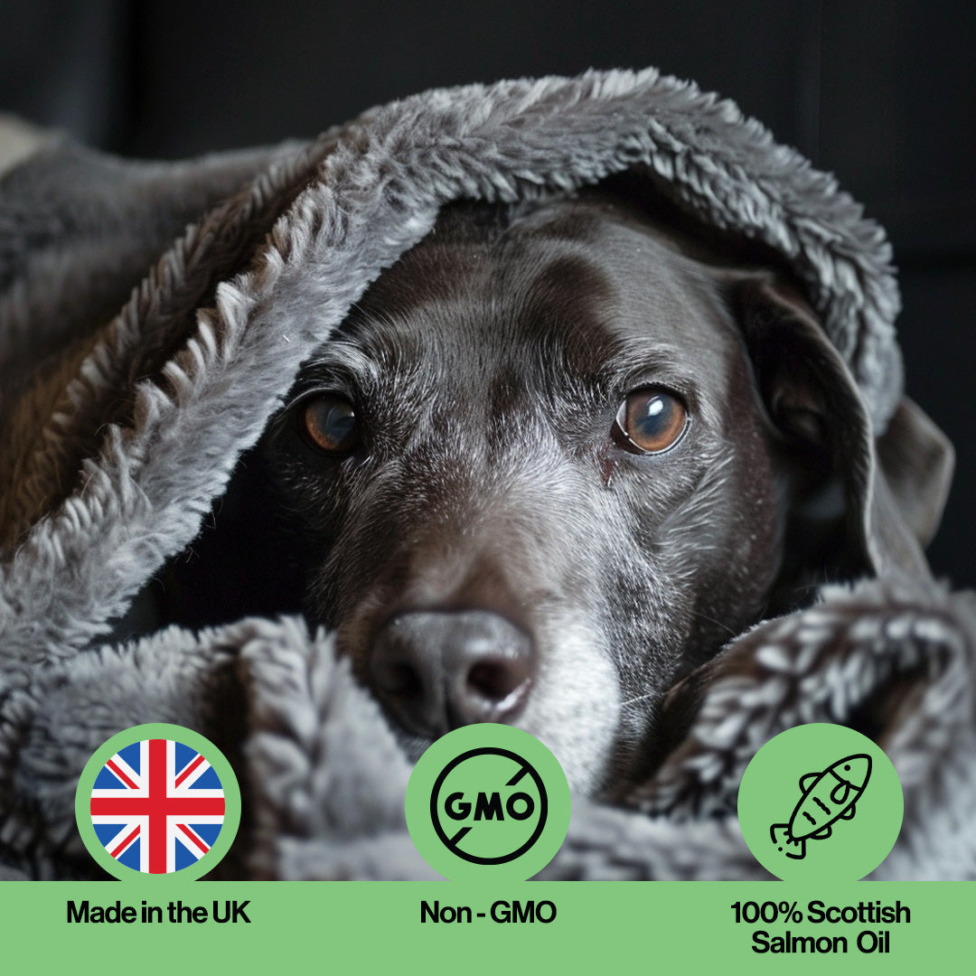 Immune Salmon Oil For Pets