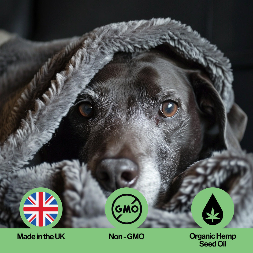 Immune Hemp Oil For Pets