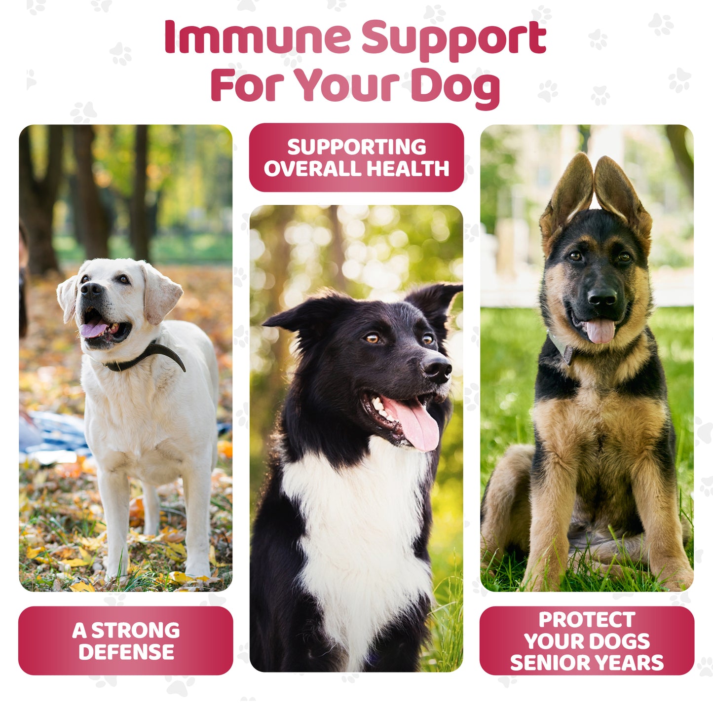 Immunity Shield Chews (140 Chews Per Tub)