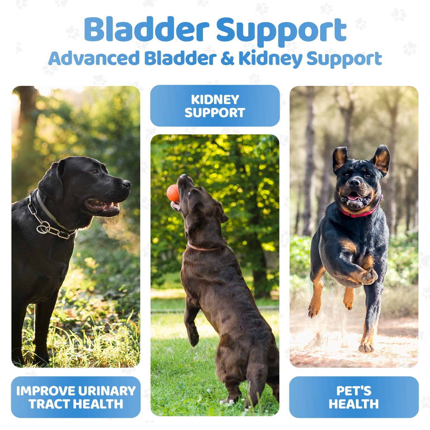 Bladder Support Chews for Dogs (140 Chews per Tub)