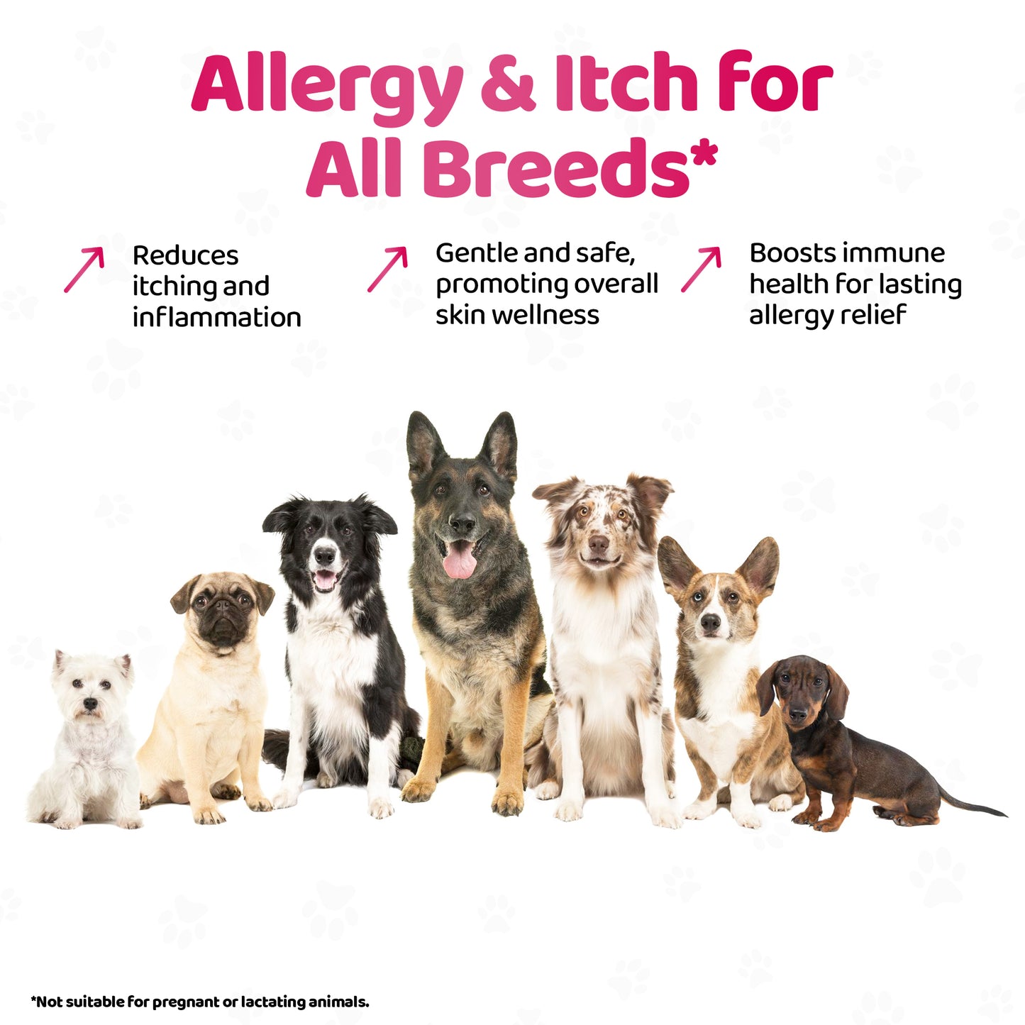 Dog Itch & Allergy Relief