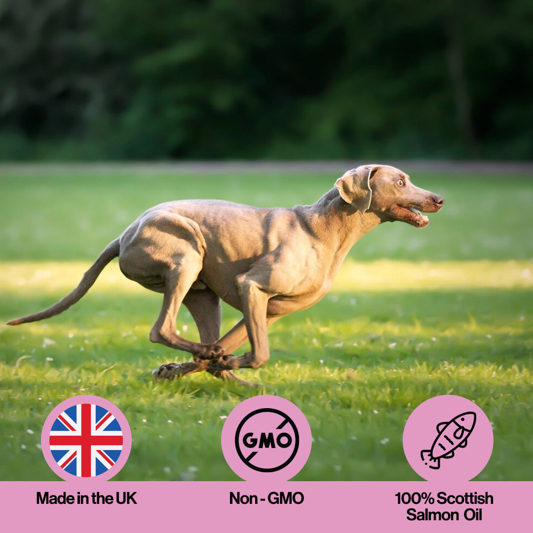 Muscle & Joint Salmon Oil For Pets